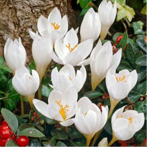 Speciosus Alba